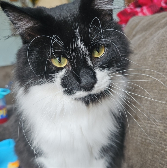 Meet your Posher, Leeanna - Picture 6 of 6